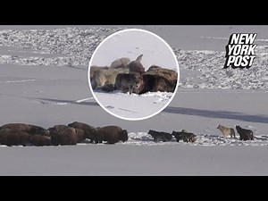 Bison herd faces off against a ruthless pack of wolves in Yellowstone