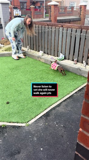 Never ever listen to your vet my girls spine fused together and she could not walk vets wanted to pts I made the decision to take her home and used oils and look at my baby run 💕 never listen to vets #vetswerewrong #spinefused###minidachshund