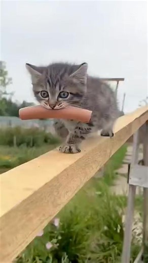 The little cat and the little dog became good friend_cat _cute _pets _dog _friendship | Funny Cat Reels