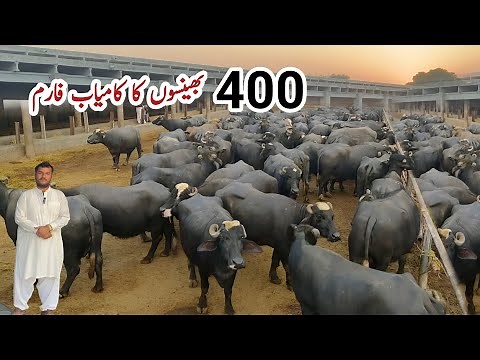 Biggest Buffalo Farm in Pakistan || 400 Nili Ravi Buffaloes #buffalo #farming #business
