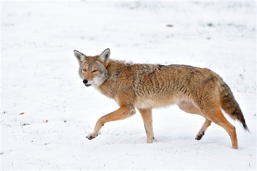 Rabid coyote attacks 3 people, 6 dogs north of NYC