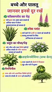 बच्चों और पालतू जानवरों के लिए खतरनाक पौधे_Snake Plant_Dhatura_ Dieffenbachia(720P_HD)