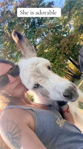 Adorable baby donkey gets kisses. Mc | bonitafarm