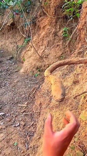Fake Snake Prank 😱🐍 ~ Building Wooden Log Cabin in Forest | Survival House Step by Step 265