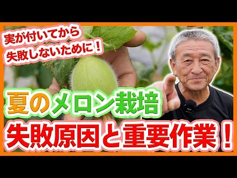 家庭菜園や農園のメロン栽培で失敗しないために！実を大きくする剪定作業と失敗しないメロンの育て方！【農家直伝】Pruning Tips for Melon Growing.