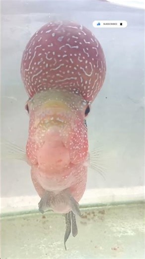 Giant Flowerhorn Fish Attack 😳 | Most Aggressive Aquarium Fish