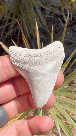 Rare white Megalodon Shark Tooth fossil I found in a prehistoric ocean! Ancient Florida was wild