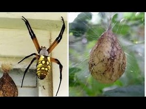 Garden Spider with Egg Sac in November - Yellow and Black Arachnid Mommy