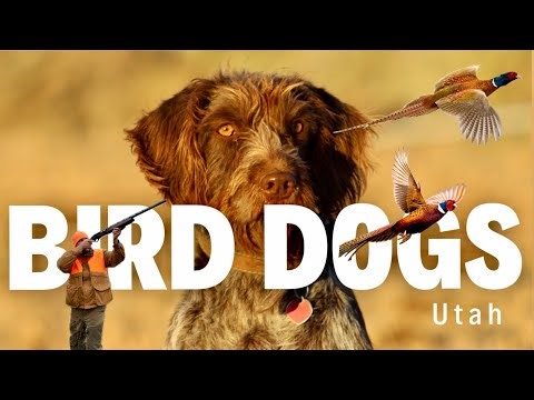 Bird Dog Hunting in Utah — Training, Mistakes & What Actually Works!🦆🐕