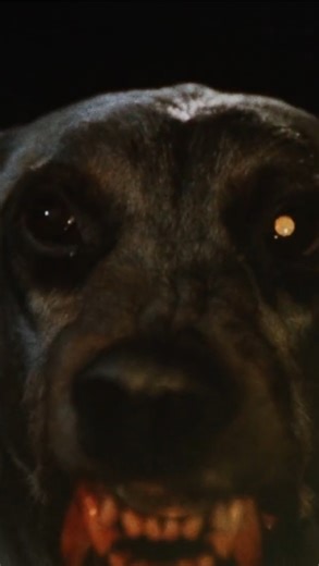 bestofbhorror on Instagram: "countdown to @veneillvampireweekend continues. now you be the judge. is zoltan a good dog or a bad dog? Dracula’s Dog aka Zoltan… Hound of Dracula (1977)"