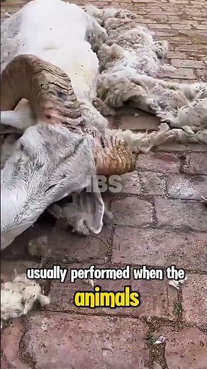 Why Are Cow & Goat Horns Removed? The Truth About Dehorning #shorts