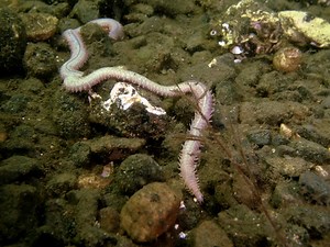 Ragworm | The Wildlife Trusts