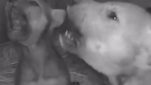 48K views | Howling comes natural to these little wolf cubs! | USA TODAY Video | Facebook