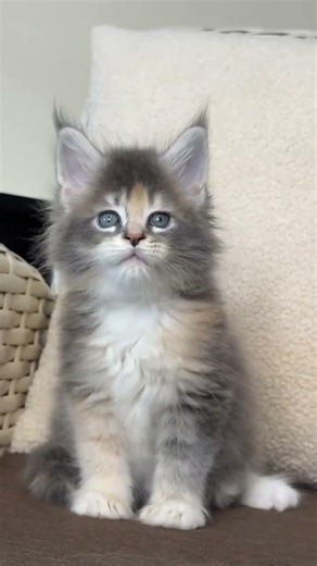 Noelle Maine Coon Black Tabby Female
