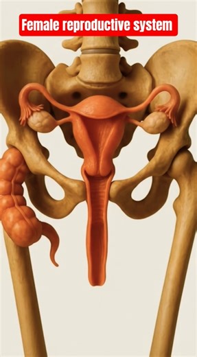 Female Reproductive System Explained | #science #shorts #biology