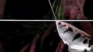 Archer fish uses water to shoot prey