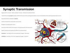 Biopsychology - Revision