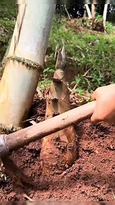 3.8K views · 27 reactions | The tender new growth from bamboo culms. #highlights #followers #followers2025 | Ur Scene | Facebook