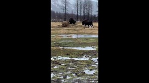It looks like our wood bison are as excited as we are that spring is finally here! | Alaska Wildlife Conservation Center