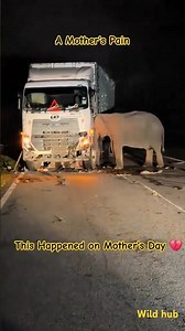 Heartbreaking: Elephant Mom Tries to Save Calf After Crash in Malaysia 🐘(Malaysia elephant accident)