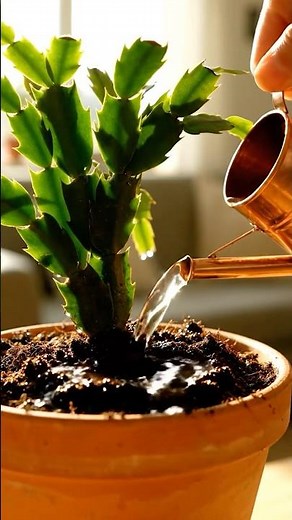 Make Your Christmas Cactus Bloom Naturally! #PlantHack #ChristmasCactus #DIYFertilizer #GardenTips