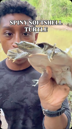 Really pretty young female Spiny Softshell Turtle (Apalone spinifera) we caught while setting some traps for alligator snapping turtles! 🐢 🥞🐢🥞🐢🥞🐢🥞🐢🥞🐢🥞🐢🥞🐢🥞🐢🥞🐢 #wildlife #nature #instagramreels #naturephotography #wildlifeplanet #animals #wildlifewarriors #wildlifephoto #wild #animal #naturelovers #wildlifeonearth #steveirwin #wildlifeofinstagram #wildlifeconservation #wildlifeperfection #insect #reels #wildlifeaddicts #turtle #savetheturtles #natgeo #turtles #snakesofinstagram