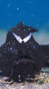 🎥: Jacobguy.media · The frogfish employs a fascinating strategy known as aggressive mimicry to lure its prey. It uses a specialized dorsal fin spine, known as an illicium, topped with a worm-like lure that mimics the movements of small creatures like worms, shrimps, or fish. As the prey approaches to catch the lure, it is swiftly engulfed by the waiting frogfish. The frogfish employs a rapid feeding technique known as gape and suck. When the prey is within striking distance, the frogfish opens 