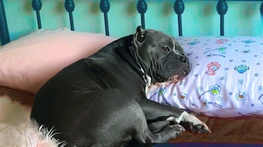 This dog was too shy to make friends - then she met her soulmate