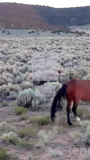 🏞️ Meet the wild mustangs of Colorado, masters of winter. These resilient horses roam freely across rugged terrains—from sagebrush plains to misty forests and desert oases. Each landscape brings unique challenges: biting cold, scarce water, and rough ground. Yet they adapt, surviving through strength and instinct. 🐴 Why does this matter to us? These wild horses remind us of nature's resilience and the importance of protecting diverse habitats. Winter brings real tests to wildlife, but also sho