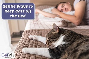 How to Stop Your Cat From Sleeping on the Bed (Vet Approved)