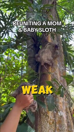 🦥✨ The Slowest (and Cutest) Animal on Earth! | Sloth Facts 💛