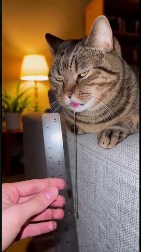 World Record Drool? Measuring My Cat's Epic Nap 📏🤤