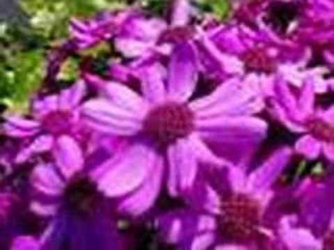 Música Paraguaya - Instrumental