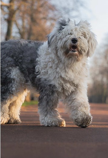 Understanding Old English Sheepdog Personalities: Rosie & Thomas
