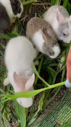 Cute Rabbit Eating Fresh Vegetables | Adorable Bunny Video#rabbiteating #rabbits #rabbitlife