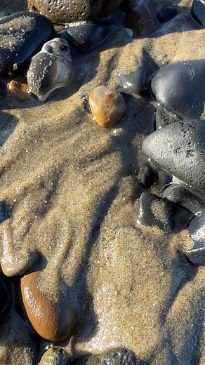 14K views · 8K reactions | Check out this shell fossil with an agatized core I found  #agates #agate #agatehunting #rockhounding #rockhound #beachcombing #asfound #gem #gems #gemstones #crystal #crystals #beachfinds #chalcedony #fossicking #oregoncoast #oregonagates #iloverocks #beachwalks #tidepools #hidengems #hiddentreasurer #geology #bandedagate #explore #hobby #polishedagate #shell #fossil | TidewaterAgates | Facebook