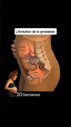 L’évolution de la grossesse.