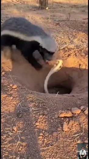 Honey Badger Attacks Snake – Fearless Wildlife Fight
