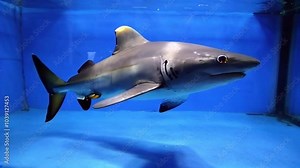 A robotic shark in an aquarium, patrolling its surroundings as its eyes glow and its fins move with mechanical accuracy