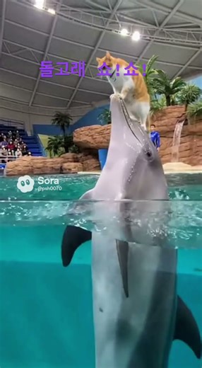 #쇼 #돌고래