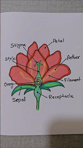 How to draw parts for a flower /Parts of a flower drawing #shorts #art #drawing