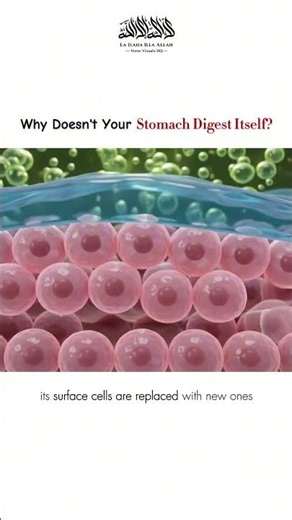 Why Doesn't Your Stomach Digest Itself? | The Incredible Biology Inside You #science #biology #Islam
