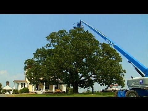 How to Install Lightning Rods in Trees | P. Allen Smith Classics