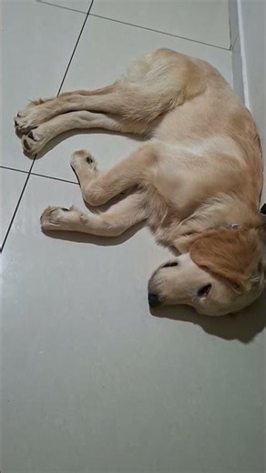 Pluto the Golden Retriever Puppy is sleeping