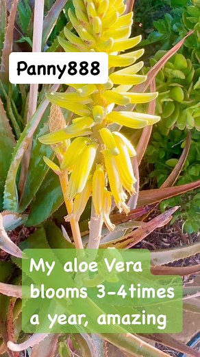MY ALOE VERA PLANTS BLOOMS 3-4 TIMES A YEAR, SO AMAZING. Not all aloe vera plants bloom and those that are grown indoors barely ever produce flowers. However, mature aloe vera grown in outdoor gardens will readily bloom. #mygarden #aloevera #pinay #aussie #trendingnow #viralvideo #fyp #fypシ゚viral STARSENDER #everyone DISCLAIMER: no copyright infringement intended. I do not own the audio in this video. They belong to the rightful owners. Purpose for entertainment only. | Panny Bartlett