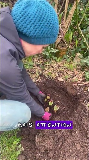 C’est le moment idéal pour diviser les rejets de rhubarbe !