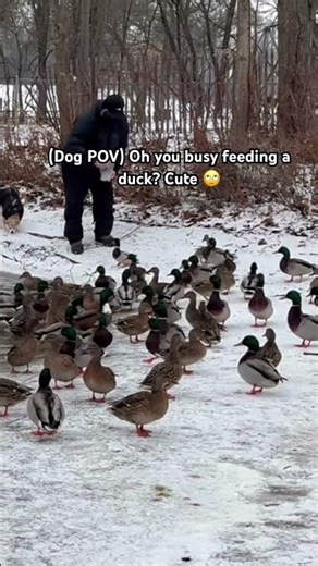 If dogs had red flags 🚩 #dogs #ducks #breakups