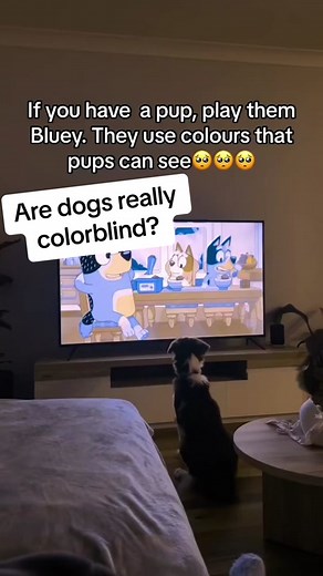 Some other fun doggy vision facts: 👉 Dogs have worse visual acuity than humans: the ability to clearly make out all the details of an object (four to eight time worse than humans). This is due to to the different neural structures of the dogs' eyes, especially the fewer connections of the rods to the ganglion cells and the smaller number of optic nerve fibres 👉 Dogs see brightness differences roughly half as well as humans 👉 Dogs focus on faces of other dogs, but not really the faces of human
