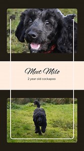 11K views · 97 reactions | ADOPTED  Rehoming Milo: 2-Year-Old...