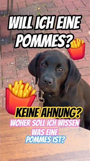 🤔🍟 Do I want a fry?🤷‍♂️What even is that? How am I supposed to know if I want that? #labradorpuppies